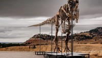 Keistimewaan T-Rex 'Gus' yang Jadi Fosil Termahal Dunia, Laku Rp 906 M