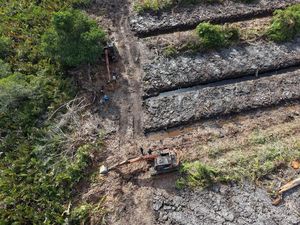 Foto Udara Penampakan 100 Hektare Hutan Mangrove yang Dirusak di Riau