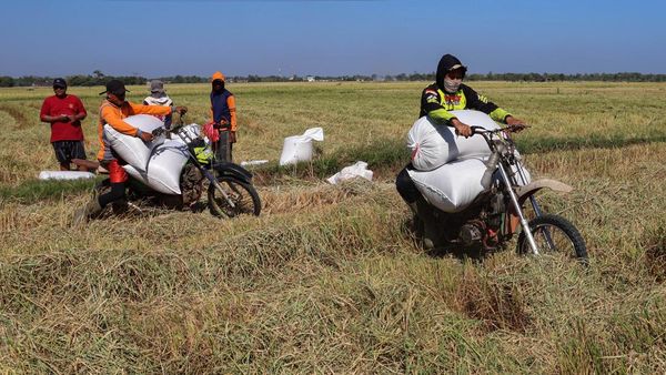 Petani Maros Manfaatkan Jasa Ojek Angkut Gabah