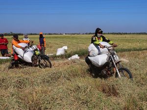 Petani Maros Manfaatkan Jasa Ojek Angkut Gabah