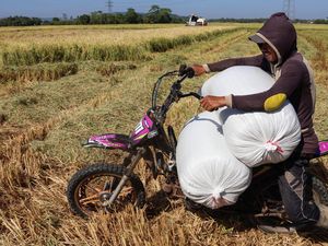 Produksi Beras Diramal Capai 28,71 Juta Ton pada September 2026