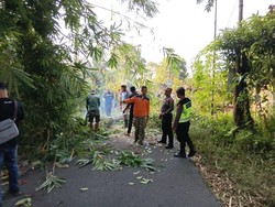 Duh! Pemotor Tertimpa Pohon Tumbang di Turi Sleman