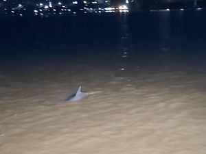 Kok Bisa Lumba-lumba Laut Masuk ke Sungai Mahakam?