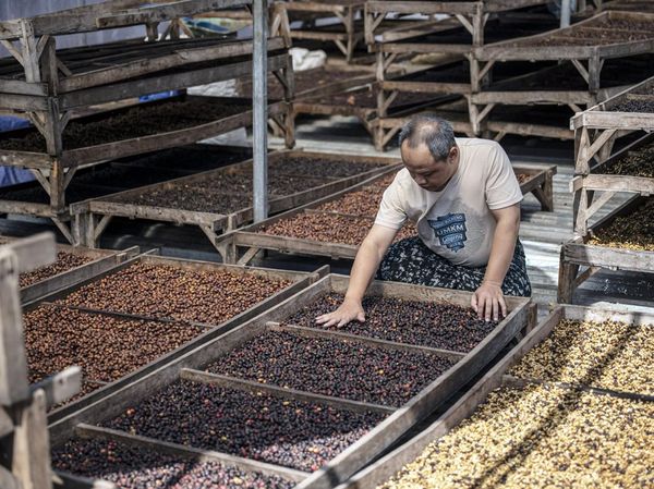 Target Ekspor Kopi Rp100 Triliun Terus Dikejar