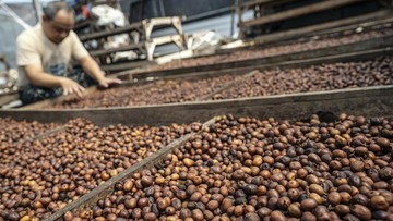 Dunia Makin Doyan Kopi RI, Ekspornya Tembus Rp 12,3 T