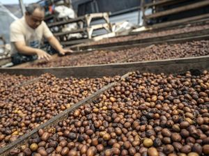Dunia Makin Doyan Kopi RI, Ekspornya Tembus Rp 12,3 T