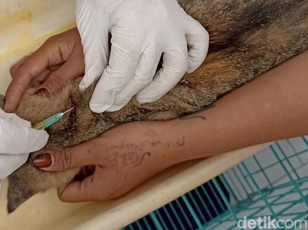 Kucing Liar hingga Peliharaan Dapat Suntik Vitamin Gratis di Blitar
