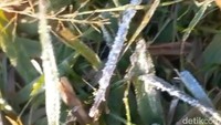 Brrr! Embun Upas Selimuti Kawasan Ijen, Suhu Capai 0 Derajat