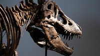 Tyrannosaurus rex Bukan Reptil Biasa, Suhu Tubuhnya Bikin Kaget