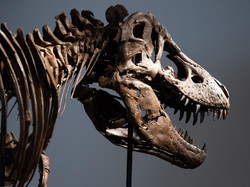 Tyrannosaurus rex Bukan Reptil Biasa, Suhu Tubuhnya Bikin Kaget