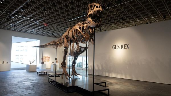 Fosil T. rex Gus Pecahkan Rekor Lelang, Laku Rp 900 Miliar Lebih