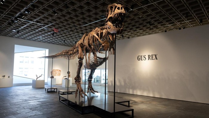 Fosil T-Rex Gus Terjual Rp900 Miliar, Jadi Dinosaurus Termahal di Dunia