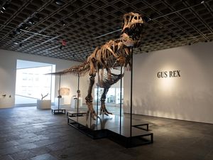 Fosil T. rex Gus Pecahkan Rekor Lelang, Laku Rp 900 Miliar Lebih