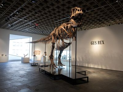Fosil T. rex Gus Pecahkan Rekor Lelang, Laku Rp 900 Miliar Lebih
