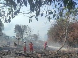 Karhutla 5 Hektare di Dekat Bandara Supadio, Tim Berjibaku Cegah Api Meluas