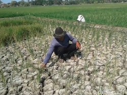 Sawah di Subang Menganga, Ribuan Hektare Terancam Gagal Panen