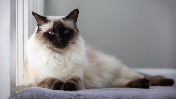 kucing bali Balinese, salah satu ras kucing yang kelakuannya seperti anjing.