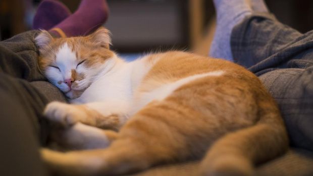 Kucing tidur di kaki manusia Ilustrasi. Kucing pintar bisa ikut merasakan emosi pemiliknya.