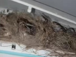 Viral AC Dikira Rusak, Ternyata Ada Sarang Burung Lengkap dengan Anaknya!