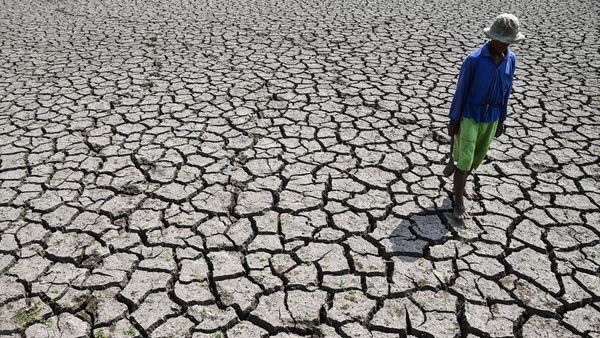 Sawah di Tasikmalaya Mengering Imbas Kemarau