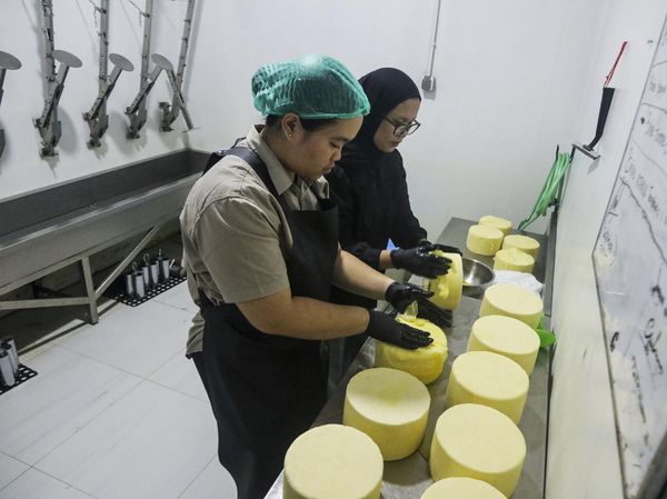 Susu Segar Peternak Lokal Disulap Jadi Keju Artisan di Sleman