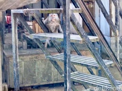 Ratusan Monyet Turun Gunung, Serbu Pasar dan Permukiman Warga Telaga Ngebel