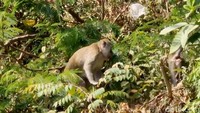 Tolong Dong, Jangan Kasih Makan Monyet-monyet di Telaga Ngebel!
