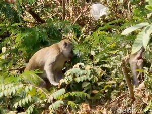 Tolong Dong, Jangan Kasih Makan Monyet-monyet di Telaga Ngebel!