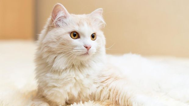 turkish angora Turkish Angora, salah satu ras kucing yang kelakuannya seperti anjing.