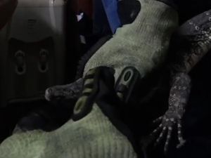 Hiii! Biawak Jatuh dari Atap Rumah Warga Gunungpati Semarang