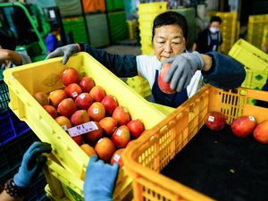 Ekspor Perdana Mangga Premium Taiwan ke Pasar Eropa