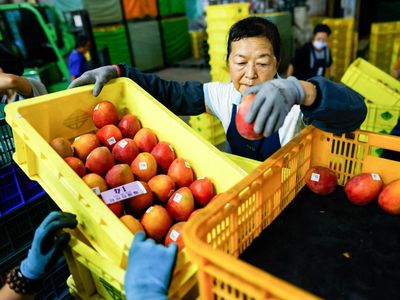 Ekspor Perdana Mangga Premium Taiwan ke Pasar Eropa