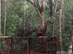 Asap Karhutla Ganggu Wisata Tanjung Puting Kalteng, Penerbangan Delay