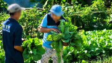 Panen Puluhan Kg Sayur, Napi Lapas Takalar: Bahagia Lihat Hasil Kerja Sendiri