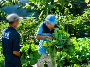 Panen Puluhan Kg Sayur, Napi Lapas Takalar: Bahagia Lihat Hasil Kerja Sendiri