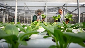 Panen Sayuran Hidroponik untuk Program Makan Bergizi Gratis