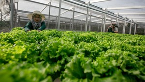 Selada dan Tembakau Jadi Pabrik Protein Daging, Begini Eksperimennya