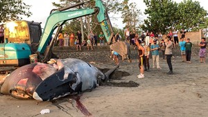 Bangkai Paus Bungkuk di Pantai Perancak Jembrana Dikubur Ulang
