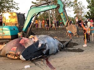 Bangkai Paus Bungkuk di Pantai Perancak Jembrana Dikubur Ulang