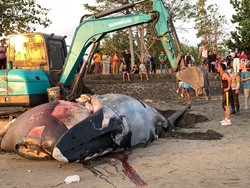Bangkai Paus Bungkuk di Pantai Perancak Jembrana Dikubur Ulang