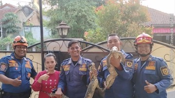 Sepasang Biawak Jatuh di Dapur saat Warga Ciampea Memasak