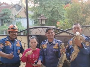 Bikin Kaget! Sepasang Biawak Jatuh saat Warga di Bogor Sedang Masak