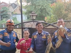 Bikin Kaget! Sepasang Biawak Jatuh saat Warga di Bogor Sedang Masak