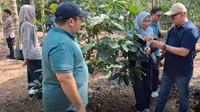 PLN IP-UBP Jambi Resmikan Sekolah Lapang Petani Liberika di Tanjabbar