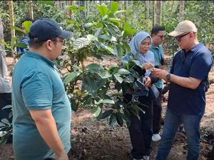 PLN IP-UBP Jambi Resmikan Sekolah Lapang Petani Liberika di Tanjabbar