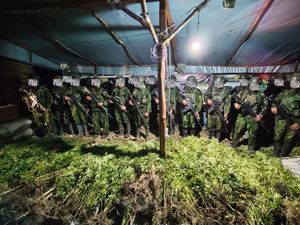 5.000 Batang Ganja Ditemukan TNI di Yahukimo, 1 Busur-26 Panah Disita