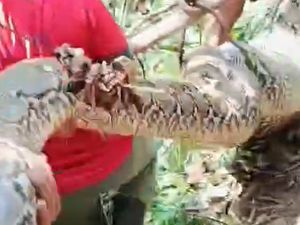Ngeri, Warga Polman Tangkap Ular Piton 8 Meter saat Cari Ayam