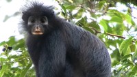 Monyet Pemalu Berbibir Oranye, Spesies Baru yang Ditemukan di Kongo