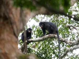 Video Kenalan Sama Likweli, Spesies Monyet Baru Afrika yang Pemalu