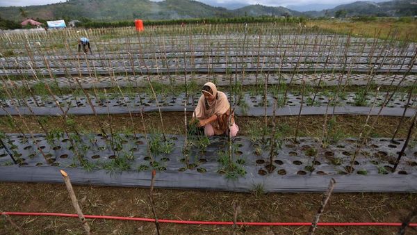Lahan Bekas Timbunan Lumpur di Aceh Disulap Jadi Sentra Pertanian